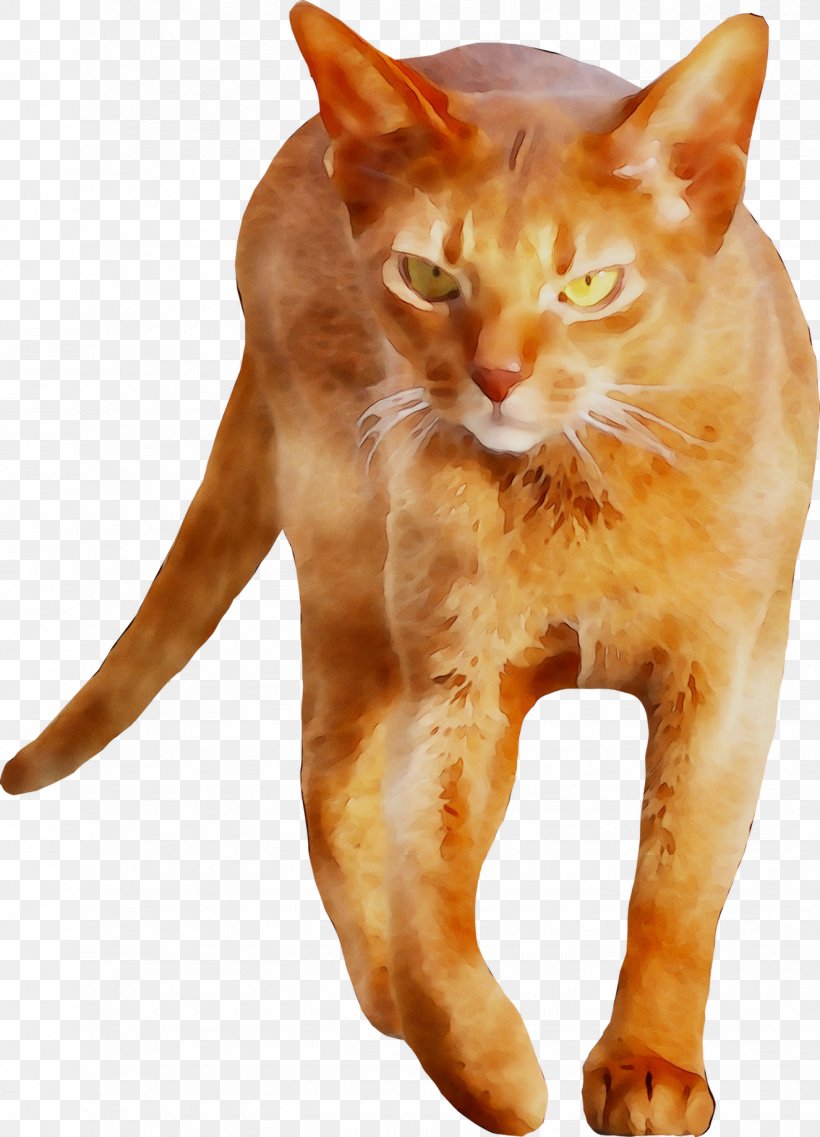 European Shorthair German Rex Aegean Cat American Wirehair Burmese