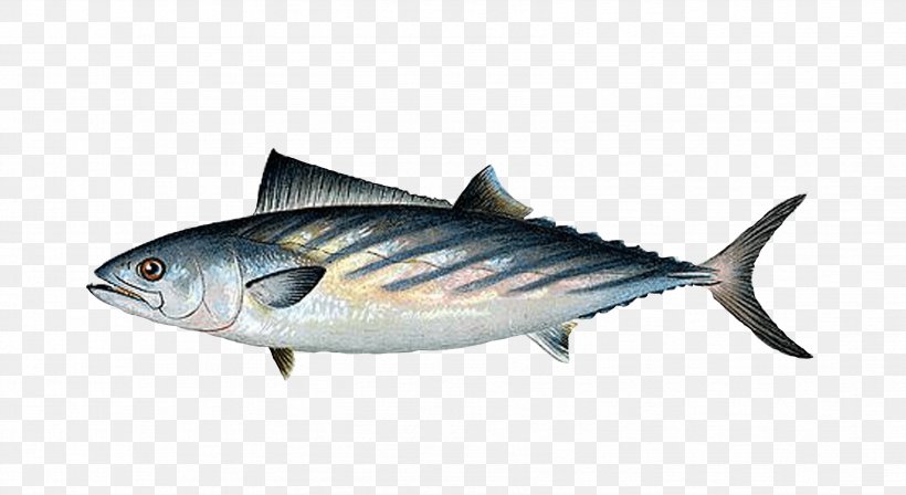 Fish Fish Fish Products Oily Fish Atlantic Bluefin Tuna, PNG, 3399x1858px, Fish, Albacore Fish, Atlantic Bluefin Tuna, Fish Products, Mackerel Download Free