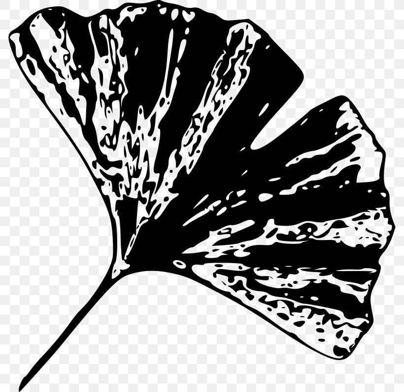 Ginkgo Biloba Leaf Tree Plant Clip Art, PNG, 800x797px, Ginkgo Biloba, Black, Black And White, Butterfly, Extract Download Free