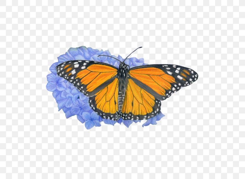 Monarch Butterfly Pieridae Brush-footed Butterflies Drawing, PNG, 600x600px, Monarch Butterfly, Arthropod, Bag, Brush Footed Butterfly, Brushfooted Butterflies Download Free
