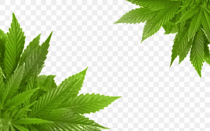 Port Alberni Medical Cannabis Dispensary Cannabidiol, PNG, 1680x1050px, Port Alberni, British Columbia, California Proposition 215, Cannabis, Cannabis Cultivation Download Free