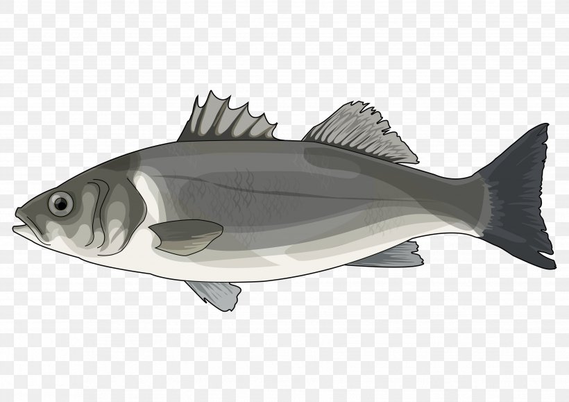 Cod European Bass Hake Oily Fish, PNG, 3508x2480px, Cod, Bass, Bonito, Bony Fish, Drawing Download Free