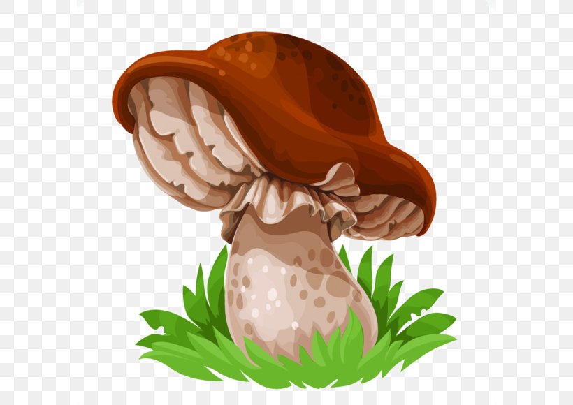 Edible Mushroom Drawing Common Mushroom Cep, PNG, 600x580px, Mushroom, Boletus Edulis, Cep, Common Mushroom, Drawing Download Free