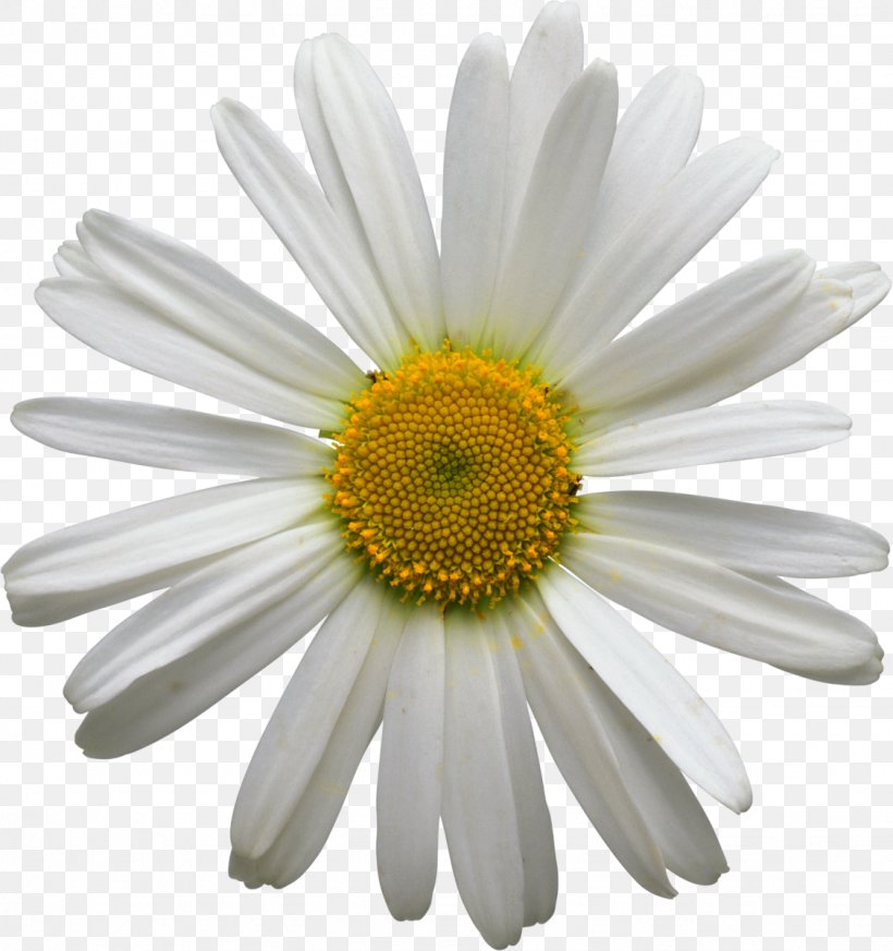 Flower Bouquet Stock Photography Chamomile Floral Design, PNG, 1126x1200px, Flower, Aster, Chamaemelum Nobile, Chamomile, Chrysanthemum Download Free