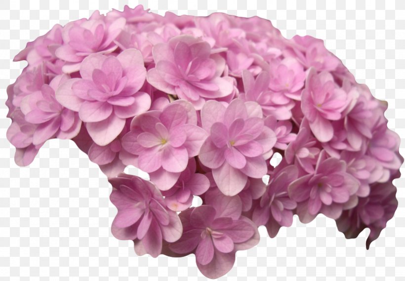 French Hydrangea Pink Flowers Petal Cut Flowers, PNG, 821x570px, French Hydrangea, Cornales, Cut Flowers, English Roses, Floral Design Download Free