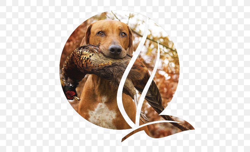 Redbone Coonhound Rhodesian Ridgeback Beagle Black And Tan Coonhound Hunting, PNG, 500x500px, Redbone Coonhound, Beagle, Black And Tan Coonhound, Breed, Carnivoran Download Free