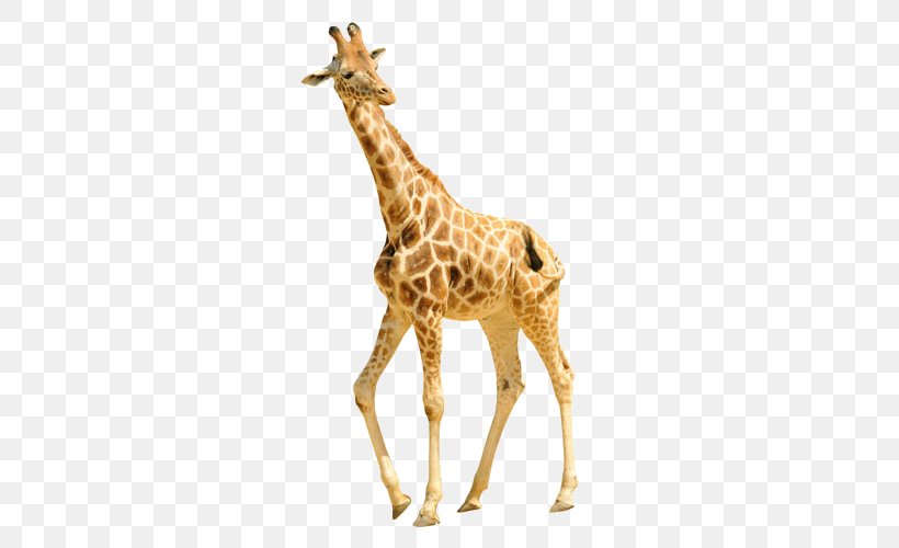 Reticulated Giraffe Shutterstock Stock Photography, PNG, 500x500px, Reticulated Giraffe, Animal, Element, Fauna, Giraffe Download Free