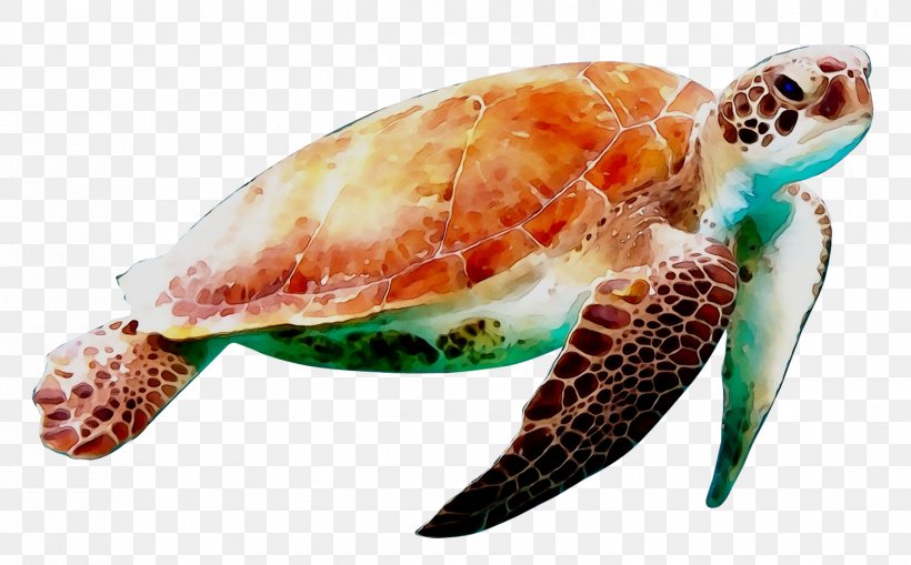 Sea Turtle Conservancy Reptile Green Sea Turtle, PNG, 1781x1106px, Turtle, Green Sea Turtle, Hawksbill Sea Turtle, Kemps Ridley Sea Turtle, Loggerhead Sea Turtle Download Free