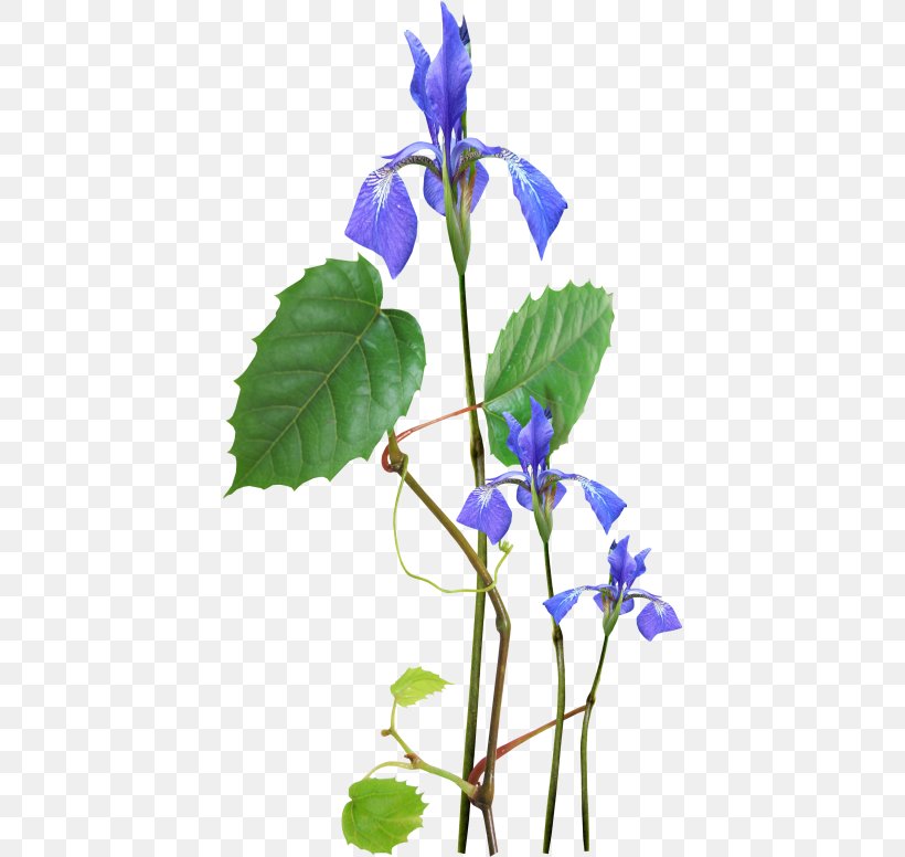 Wildflower Blue Photography, PNG, 418x776px, Flower, Blue, Dayflower, Flora, Flower Bouquet Download Free