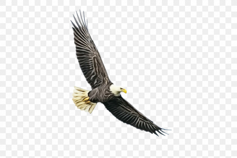 Bald Eagle Accipitridae Eagle Golden Eagle Birds, PNG, 1200x800px, Watercolor, Accipitridae, Bald Eagle, Beak, Beautiful Bald Eagle Download Free