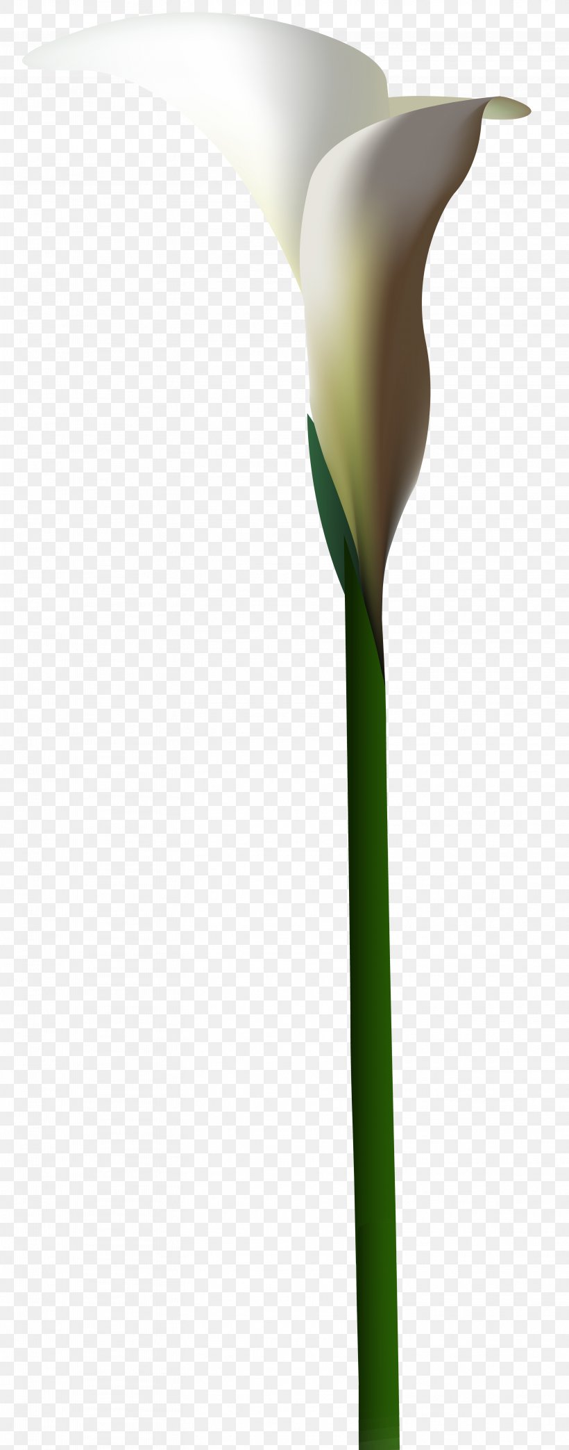 Calla Lily Flower Clip Art, PNG, 3143x8000px, Calla Lily, Alismatales, Arum, Arum Family, Arum Lilies Download Free