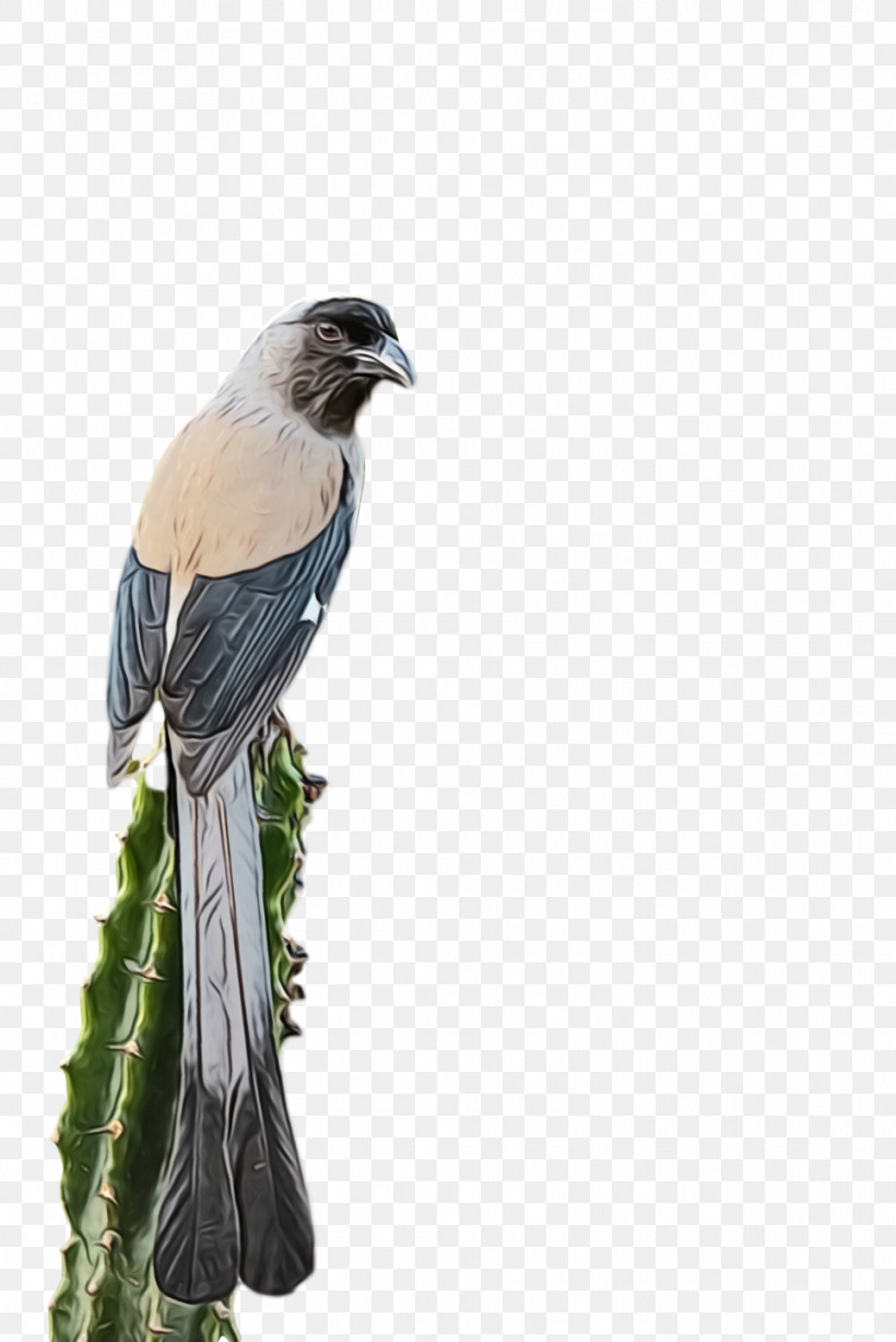 Feather, PNG, 962x1440px, Watercolor, Beak, Cuckoos, Feather, Paint Download Free