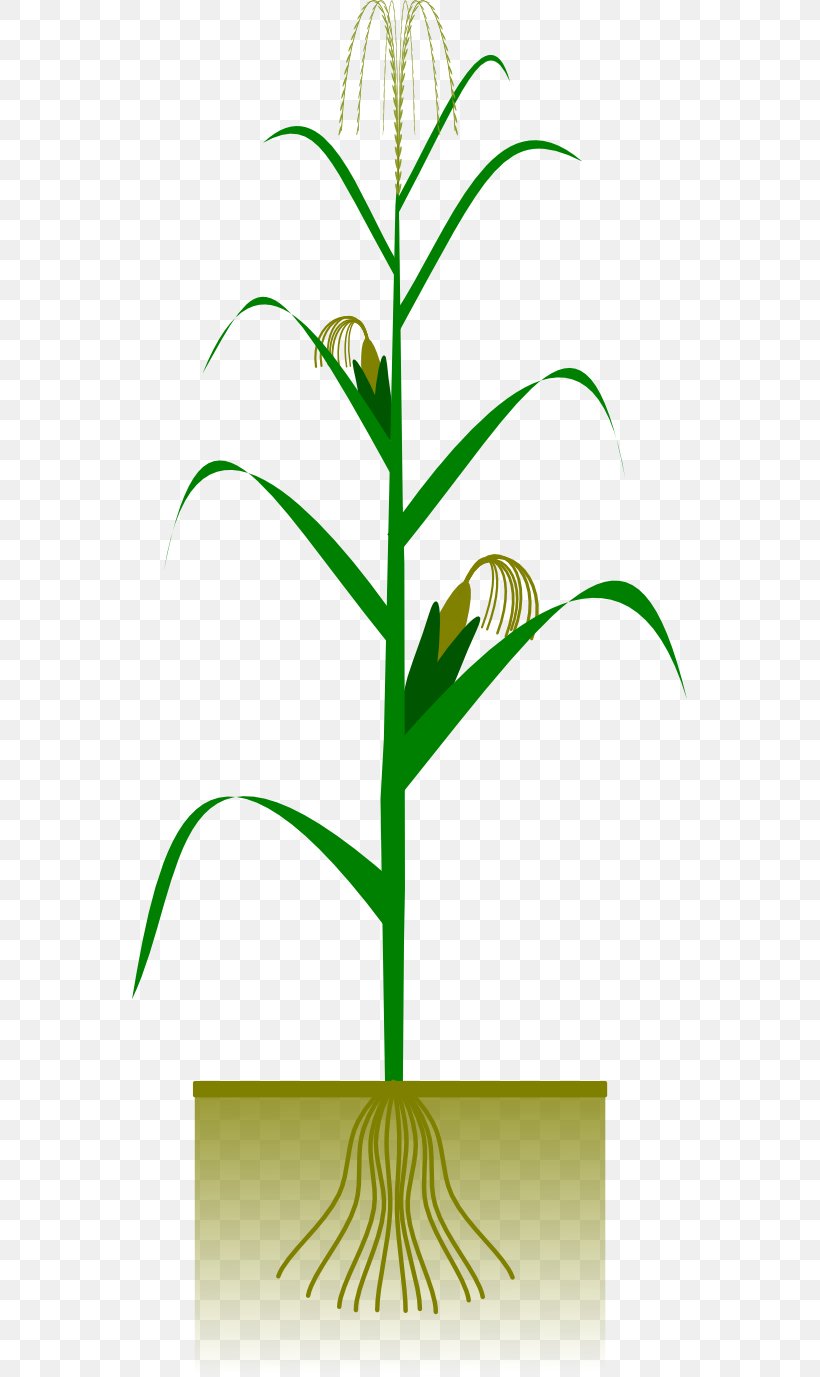 Maize Crop Plant Clip Art, PNG, 555x1377px, Maize, Agriculture, Botany, Branch, Cereal Download Free
