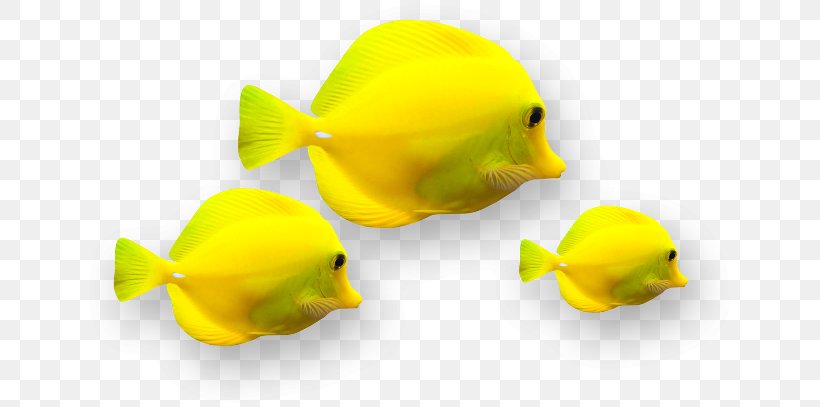 Ornamental Fish Yellow, PNG, 650x407px, Ornamental Fish, Color, Designer, Fish, Floral Design Download Free