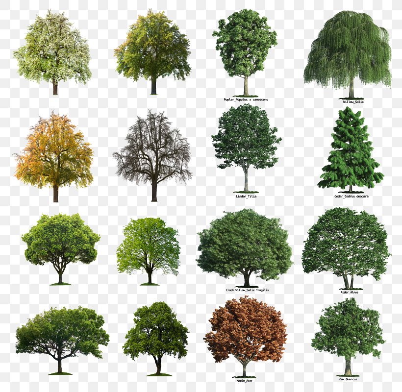 Seasons Tree Collection, PNG, 800x800px, Red Maple, Acorn, Alder, Biome, Bonsai Download Free