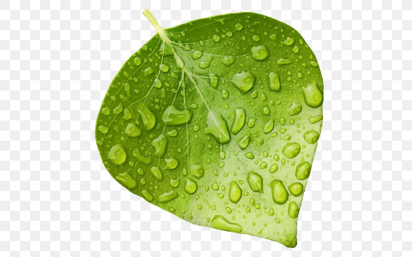 Desktop Wallpaper Leaf, PNG, 492x512px, Leaf, Color, Dew, Drop, Green Download Free