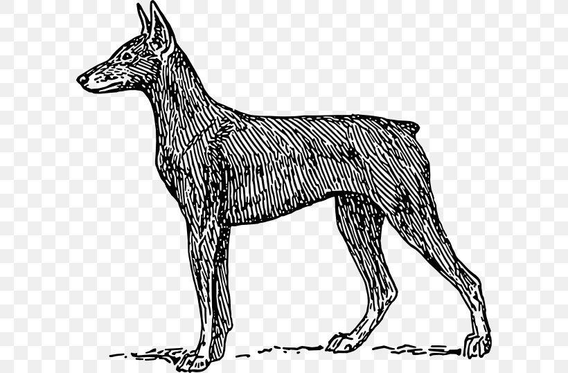 Dog Drawing, PNG, 600x539px, Dobermann, Ancient Dog Breeds, Animal, Dog, Drawing Download Free