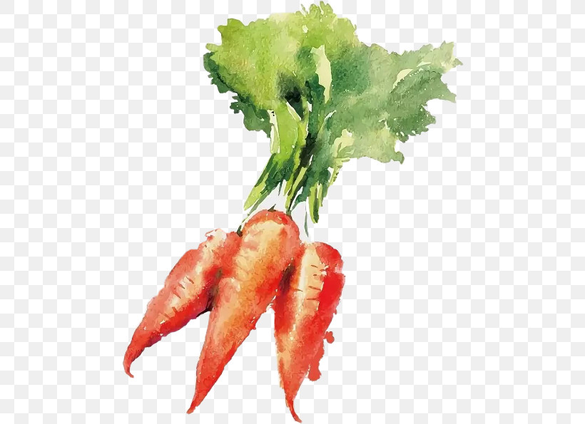 Food Leaf Vegetable Carrot Plant, PNG, 480x595px, Food, Carrot, Cuisine, Daikon, Leaf Download Free