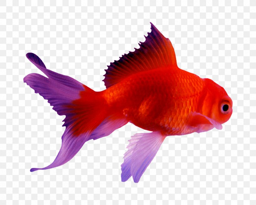 Goldfish Siamese Fighting Fish Koi Android, PNG, 1000x800px, Goldfish, Android, Aquarium, Arowana, Bony Fish Download Free