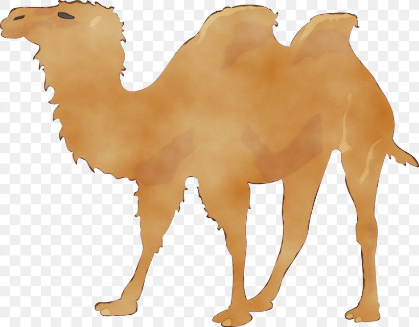 Llama, PNG, 922x720px, Watercolor, Animal Figure, Arabian Camel, Bactrian Camel, Camel Download Free
