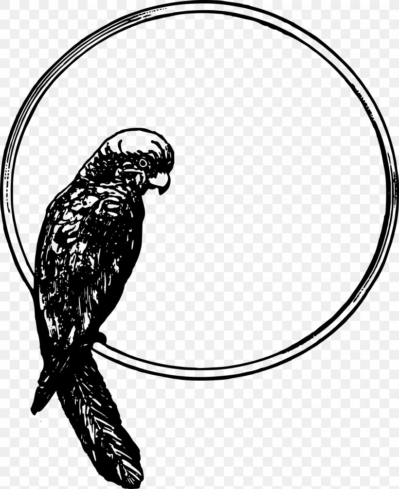 Bird Parrot Clip Art, PNG, 1955x2400px, Bird, Artwork, Beak, Bird Of Prey, Black And White Download Free