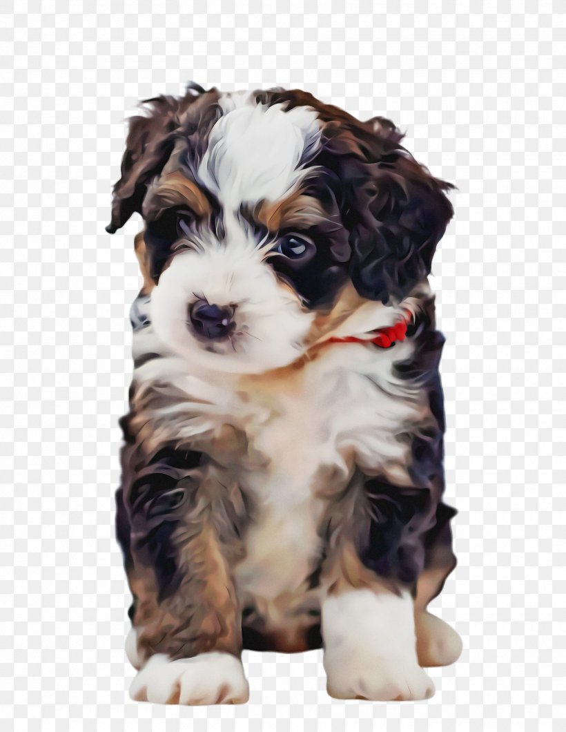 Cute Dog, PNG, 1760x2276px, Cute Dog, Animal, Australian Shepherd, Bernese Mountain Dog, Breed Download Free