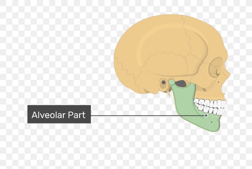 Mandible Skull Mental Foramen Condyloid Process Bone, PNG, 770x550px, Mandible, Alveolar Part Of Mandible, Angle Of The Mandible, Bone, Brand Download Free