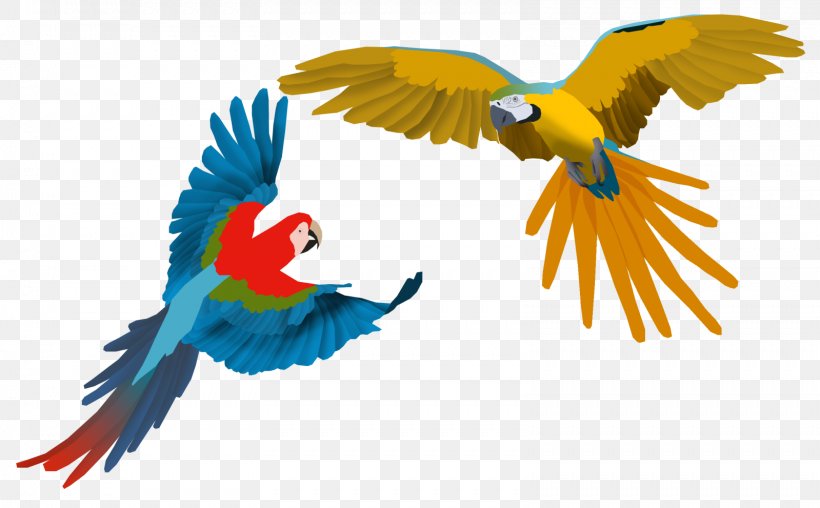 Parrot Scarlet Macaw Bird Drawing, PNG, 1599x991px, Parrot, Animal, Beak, Bird, Blueandyellow Macaw Download Free