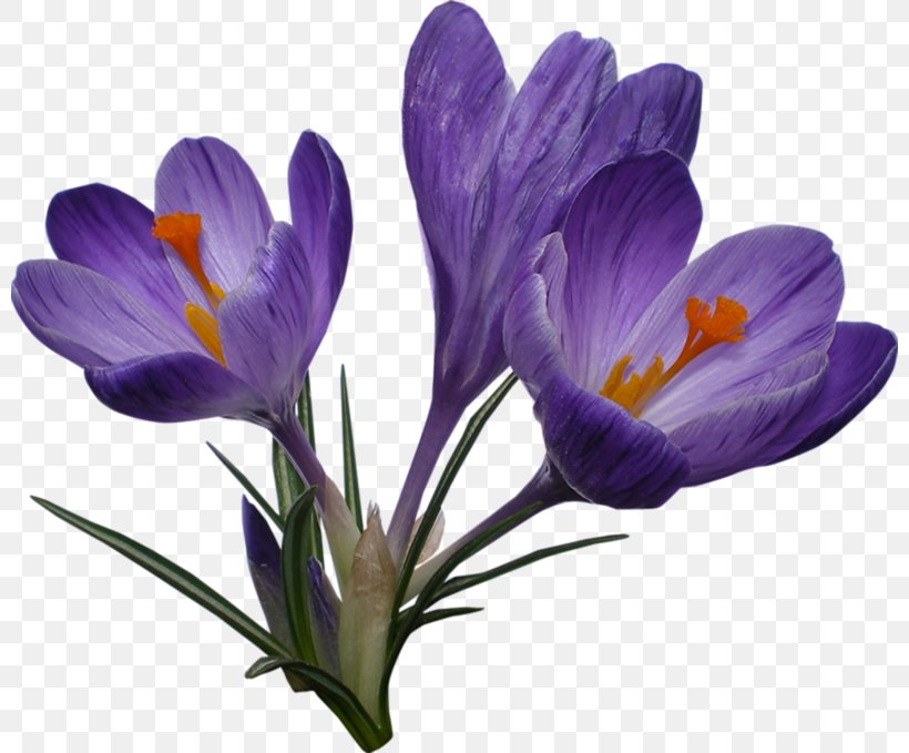 Clip Art Transparency Autumn Crocus Image, PNG, 800x679px, Autumn Crocus, Crocus, Flower, Flowering Plant, Iris Family Download Free