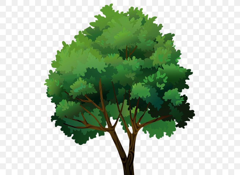 Tree Pine Clip Art, PNG, 532x600px, Tree, Cartoon, Leaf, Pine, Plant Download Free