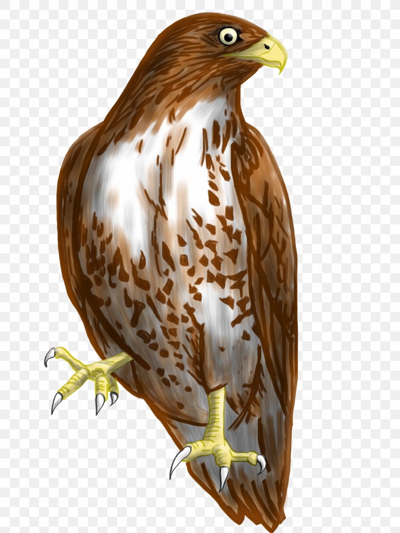 Bird Accipitridae Hawk Eagle, PNG, 1536x2048px, Bird, Accipitridae, Accipitriformes, Beak, Bird Of Prey Download Free