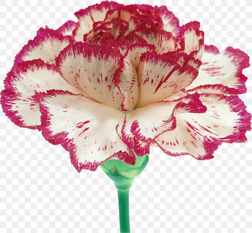 Carnation Cut Flowers Petal, PNG, 1200x1109px, Carnation, Blue, Color, Cut Flowers, Dianthus Download Free