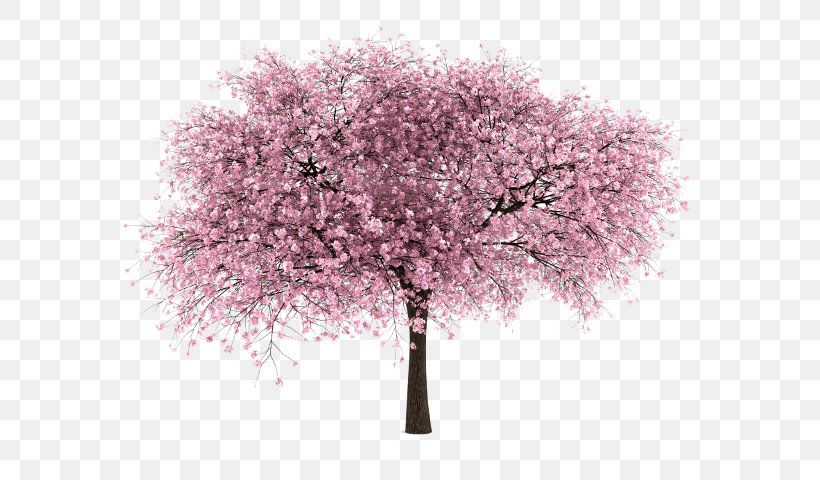 Cherry Blossom Tree, PNG, 624x480px, Cherry Blossom, Blossom, Branch, Cherry, Flower Download Free