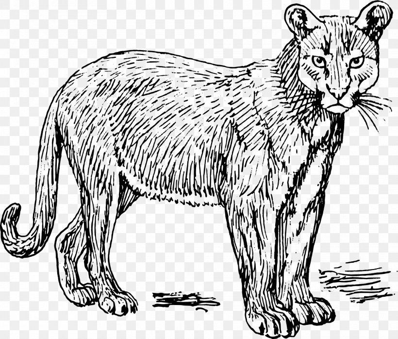Coloring Book Argentina Drawing Child, PNG, 1920x1636px, Coloring Book, Animal Figure, Argentina, Artwork, Big Cats Download Free