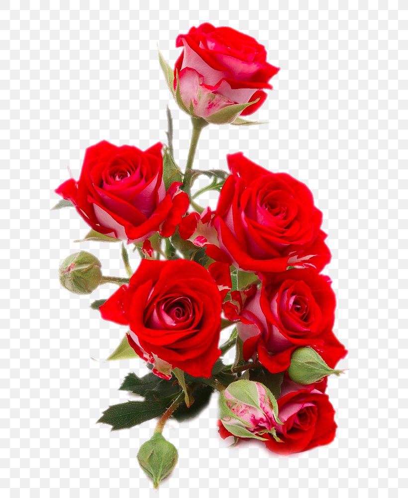 Flower Bouquet Rose Red Stock Photography, PNG, 711x1000px, Flower ...