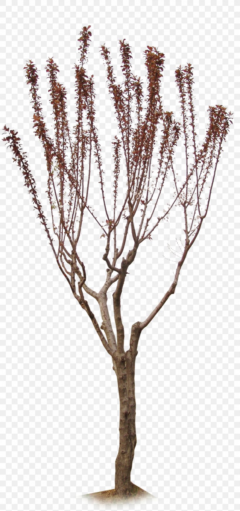Ginkgo Biloba Twig Tree Plant, PNG, 1391x2960px, Ginkgo Biloba, Bonsai, Branch, Flower, Flowerpot Download Free