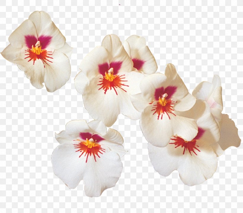 Moth Orchids U Mộng ảnh Writer Cut Flowers, PNG, 915x800px, Moth Orchids, Aphorism, Cut Flowers, Flower, Flowering Plant Download Free