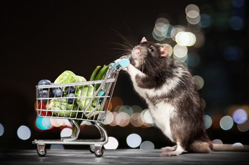 Rat Mouse Rodent Shopping Cart Stock Photography, PNG, 1426x946px, Rat, Alamy, Animal, Cat, Cat Like Mammal Download Free