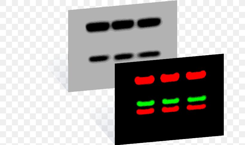 Western Blot Dot Blot Southern Blot LI-COR Biosciences, PNG, 679x486px, Western Blot, Antibody, Blot, Brand, Display Device Download Free