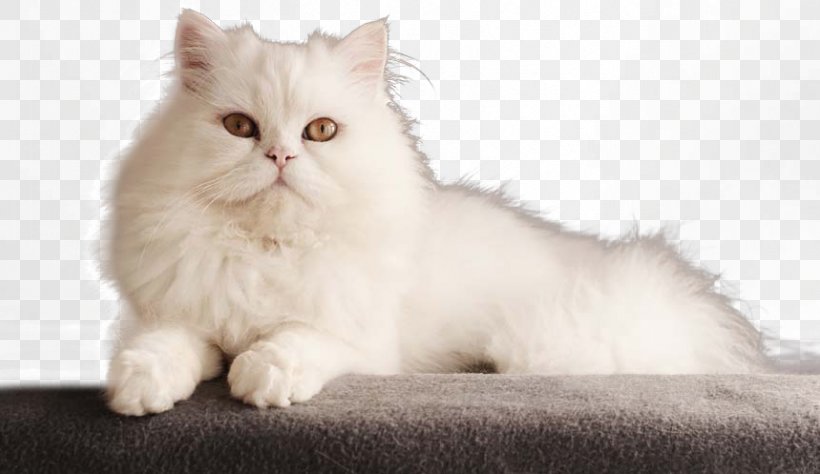 Persian Cat Bengal Cat Kitten Dog, PNG, 859x497px, Persian Cat, Asian Semi Longhair, Bengal Cat, Breed, British Semi Longhair Download Free