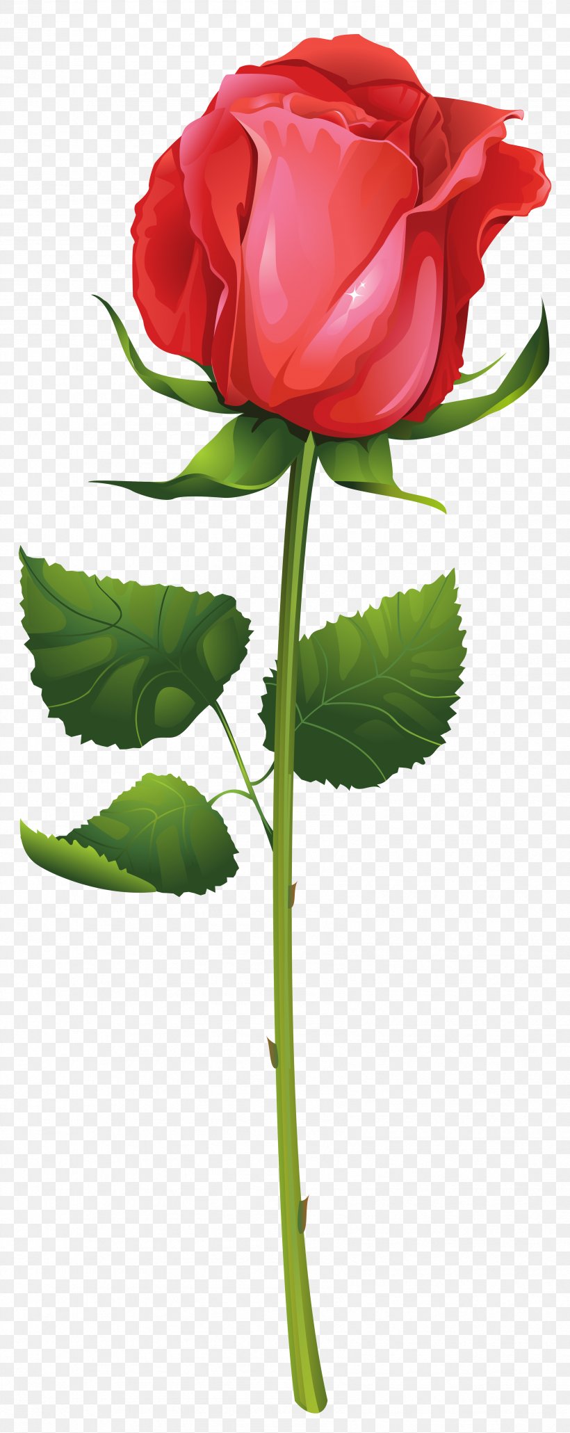 Plant Stem Flower Rosa Glauca Clip Art, PNG, 3394x8531px, Plant Stem, Bud, Cdr, Cut Flowers, Floral Design Download Free