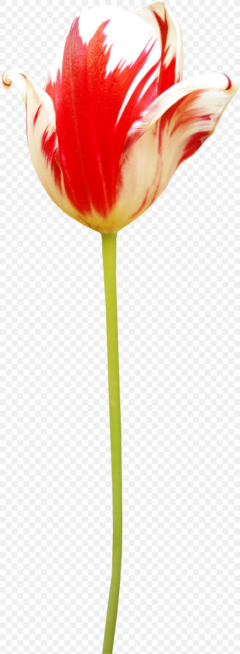 Tulip Amaryllis Jersey Lily Cut Flowers Plant Stem, PNG, 1302x3539px, Tulip, Amaryllis, Amaryllis Belladonna, Belladonna, Bud Download Free