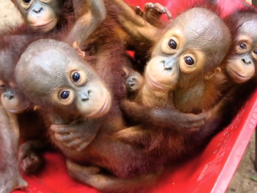 Baby Orangutans Primate Gibbon Chimpanzee, PNG, 1440x1080px, Orangutan, Animal, Ape, Baby Orangutans, Child Download Free