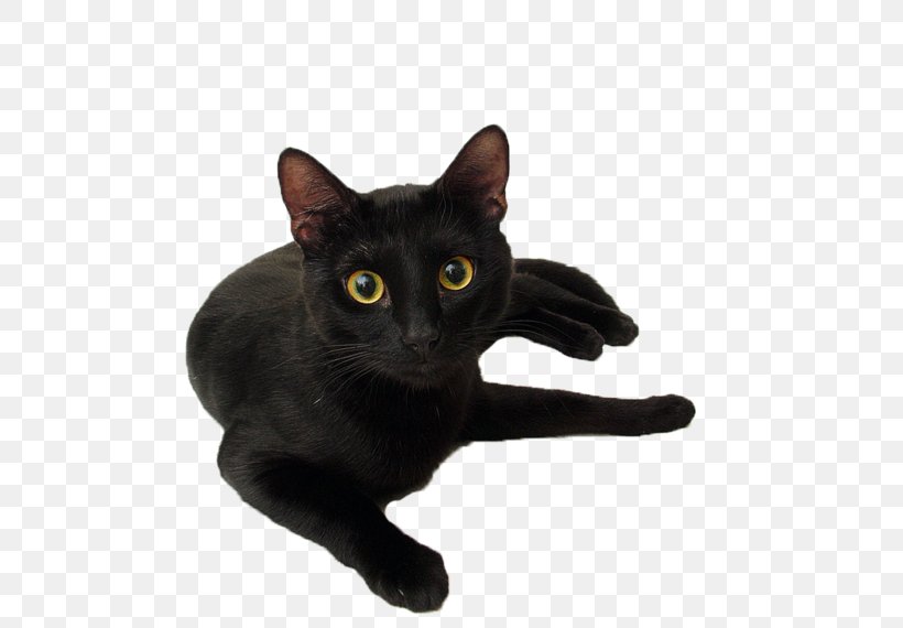 Black Cat Black Panther Kitten Le Chat Noir, PNG, 500x570px, Cat, Animal Shelter, Asian, Black, Black Cat Download Free