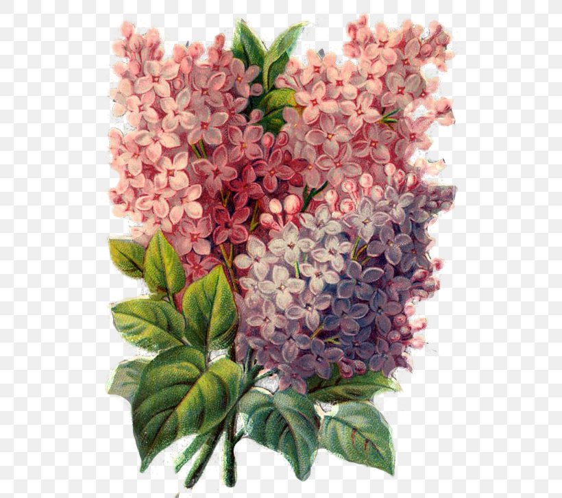 Lilac Shrub Archive File, PNG, 532x727px, Lilac, Archive File, Flower, Flowering Plant, Ornament Download Free