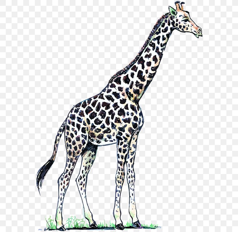 Image Adobe Photoshop Color Northern Giraffe, PNG, 613x800px, Color, Adaptation, Animal, Animal Figure, Blog Download Free