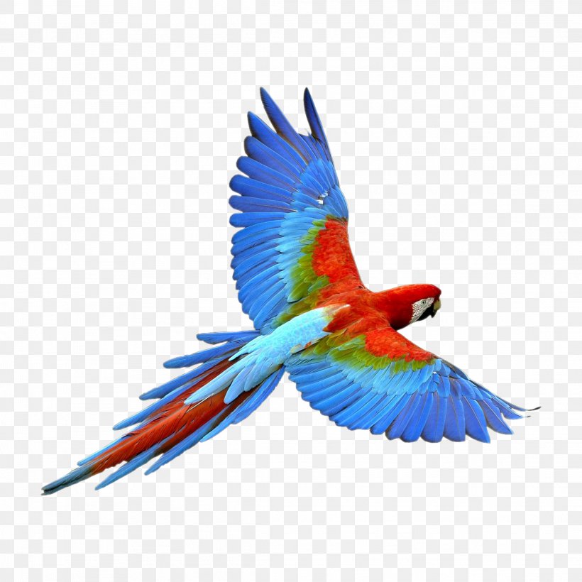 Image Bird Clip Art True Parrot, PNG, 2289x2289px, Bird, Beak, Drawing, Feather, Macaw Download Free