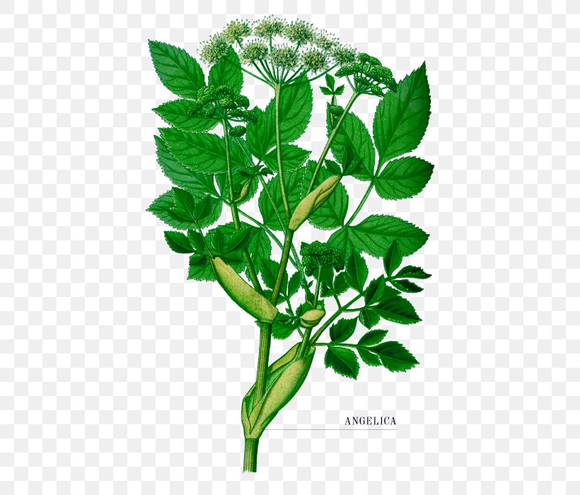 Wild Angelica Norwegian Angelica Female Ginseng Herb Plants, PNG, 550x700px, Wild Angelica, Biennial Plant, Branch, Female Ginseng, Herb Download Free