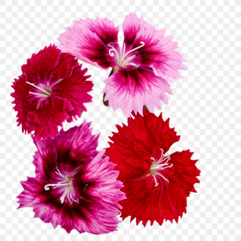 Carnation Mallows Magenta Family, PNG, 1855x1855px, Carnation, Annual Plant, Dianthus, Family, Flower Download Free