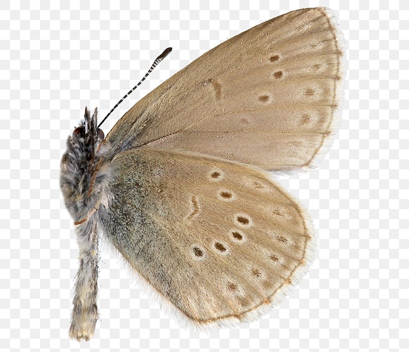 Gossamer-winged Butterflies Brown House Moth Silkworm Brush-footed Butterflies Butterfly, PNG, 596x707px, Gossamerwinged Butterflies, Arthropod, Bombycidae, Brown House Moth, Brush Footed Butterfly Download Free